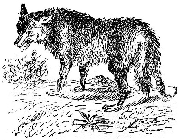 Les loups garous ou wilkolaki créatures qui peuplent les contes polonais
