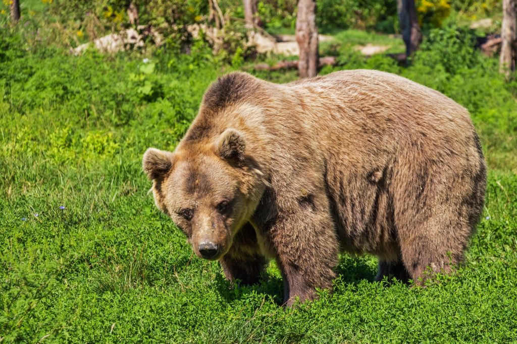 Ours dans la forêt pour illustrer l'expression polonaise "Il m’a rendu un service d'ours."