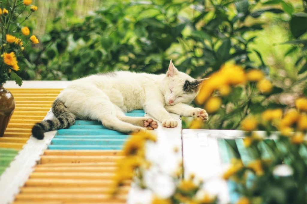 Chat blanc qui dort sur un toit pour illustrer l'expression polonaise "Retourner le chat par sa queue" 