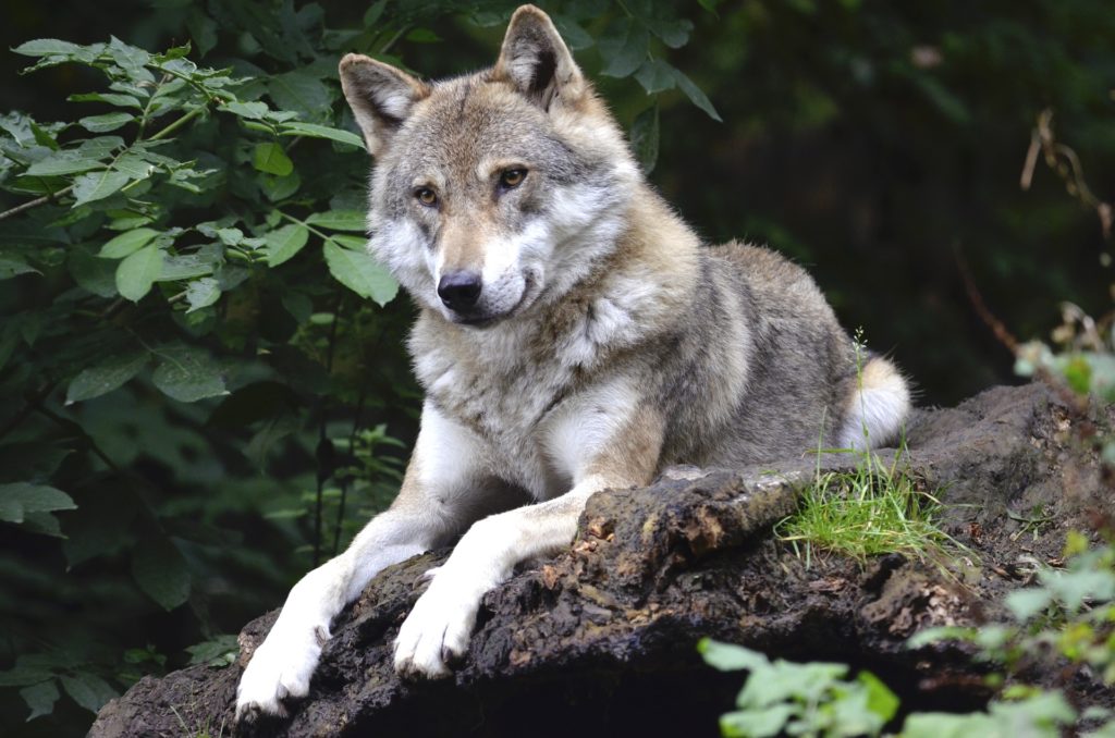 Un loup dans la forêt pour illustrer l'expression polonaise "N'appelle pas un loup hors du bois"