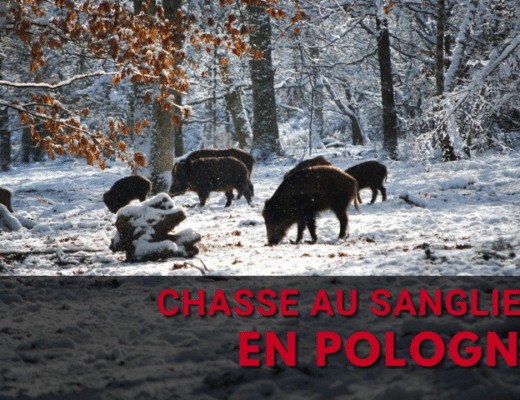 La chasse au sanglier en Pologne