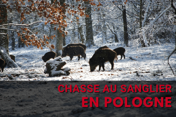 La chasse au sanglier en Pologne