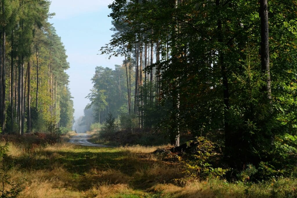 La forêt polonaise, un territoire de chasse immense et sauvage.