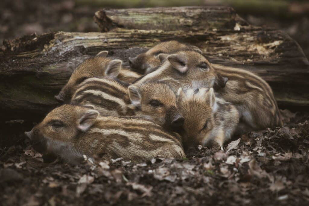 La chasse aux bébés marcassins est interdite en Pologne